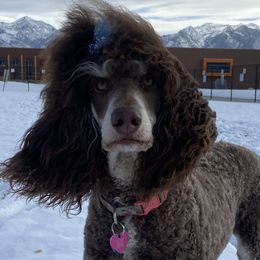 Bernedoodles and Poodles from Doggy Darlins