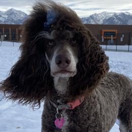 Bernedoodles and Poodles from Doggy Darlins