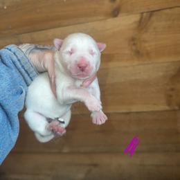 Girl 2 - White female Siberian Husky puppy in Iron River, Wisconsin from Wiemeri Siberians