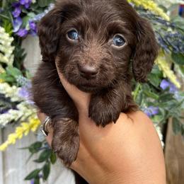 Solid chocolate - Chocolate male Dachshund puppy in Payette, Idaho from NT Mini Doxies