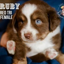 Ruby - Red tri-color female Miniature American Shepherd puppy in Ferndale, California from Lost Coast Aussies