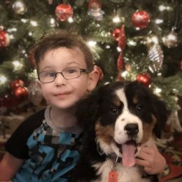 Bernedoodle and Bernese Mountain Dog Puppies from Mountain Top Bernedoodles