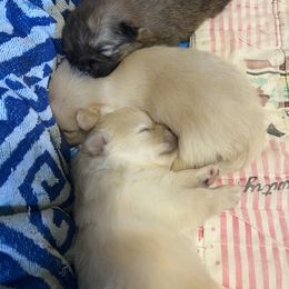 Pomeranian Puppies from Brumback Poms