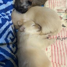 Pomeranian Puppies from Brumback Poms