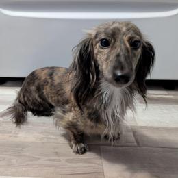 Tora - Brindle female Dachshund puppy in Pelion, South Carolina from Doitsujin Dachshunds