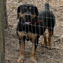 Riley - Boerboel