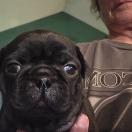 Holly - Black female Pug puppy in Madera, California from Hills Pugs