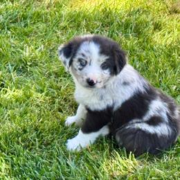 Dodger - Blue merle male Miniature Australian Shepherd puppy in California from Eagle River Aussies