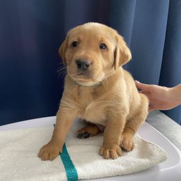 Boy 4 - Labrador Retriever puppy in Dover Plains, New York from Clearmountain Retrievers