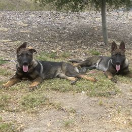 Dachshund and German Shepherd Puppies from Zwinger vom Donau-Ries