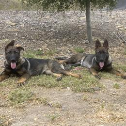 Dachshund and German Shepherd Puppies from Zwinger vom Donau-Ries