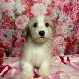 Cream Puff - White male Havanese puppy in Clermont, Florida from Country Sweet Havanese and Creative Coaching