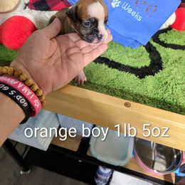 Orange Collar Boy - Fawn male Boxer puppy in Thonotosassa, Florida from Seufzer's Boxers