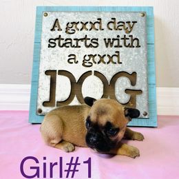 Border Collie and French Bulldog Puppies from JD French Bulldogs and Border Collies