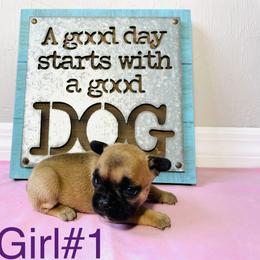 Border Collie and French Bulldog Puppies from JD French Bulldogs and Border Collies