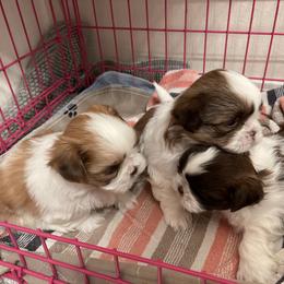 Shih Tzu Puppies from Wood Foo Breeders