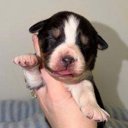 Sterling - Black tri-color male Australian Shepherd puppy in Anniston, Alabama from All Hale Aussies