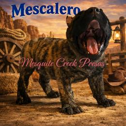 Perro de Presa Canario Puppies from Mesquite Creek Kennels