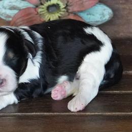 Kenzie BTM 1 - Black and white male Aussiedoodle puppy in Lawton, Oklahoma from Lindsey’s Aussies