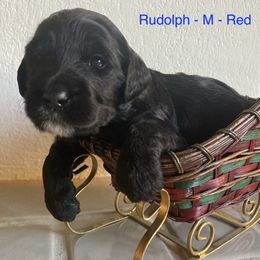 Red collar - Black male Australian Labradoodle puppy in Sedona, Arizona from Red Rock Doodles