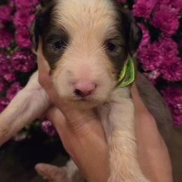 Willie-Male 2 - Blue merle male Aussiedoodle puppy in Mouth Of Wilson, Virginia from Holly Ridge Aussies, Aussiedoodles & Corgis