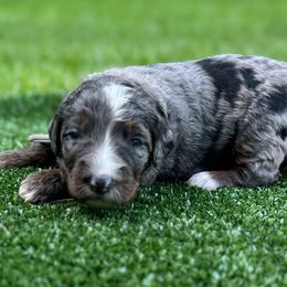 Bernedoodle Puppies from Bernedoodle Love Puppies