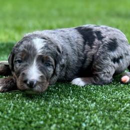 Bernedoodle Puppies from Bernedoodle Love Puppies