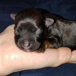 Girl 1 - Red sable female Havanese puppy in Kinston, North Carolina from Court Jester Havanese and Russian Salon Dogs