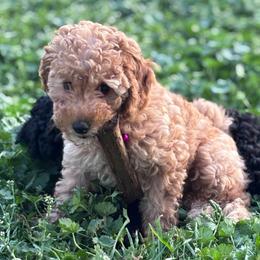 Pumpkin - Apricot female Poodle puppy in Seminole, Oklahoma from TruPoodles, Oklahoma AKC Mini poodles