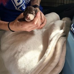 Chocolate Female (white feet) - Brown female Poodle puppy in Mendenhall, Mississippi from Red Bayou Kennels, LLC