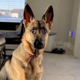 German Shepherd puppies from Little Bark Operation
