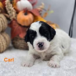 Carl - Black and white male Bernedoodle puppy in Summerville, South Carolina from Channys Doodles