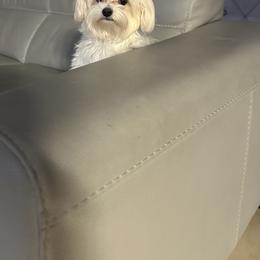 Goldendoodle, Maltese, and Yorkshire Terrier All Grown Up from Puppies by Angie