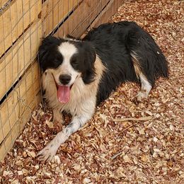 Mesa - Australian Shepherd