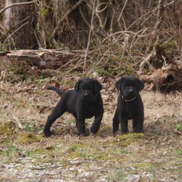 Labrador Retriever Puppies from Ivy Leash Labradors