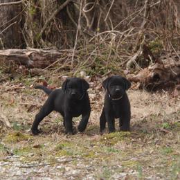 Labrador Retriever Puppies from Ivy Leash Labradors