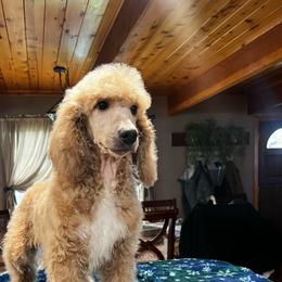 Rudy - Cream male Poodle puppy in Wolf Creek, Oregon from Dejah Bleu Kennels