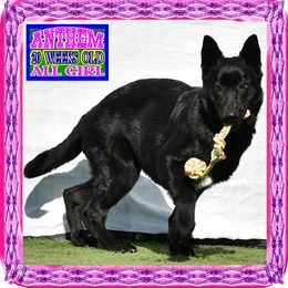 ANTHEM - Black female German Shepherd puppy in Murrieta, California from Diamond Oaks German Shepherds