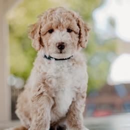 Goldendoodle and Sheepadoodle Puppies from Dooling Doodles
