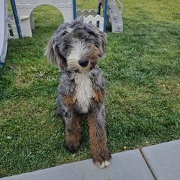 Darla - Phantom female Bernedoodle puppy in Oak Hills, California from High Desert Doodles