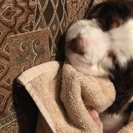English Springer Spaniel Puppies from River’s Edge ~ English Springer Spaniels