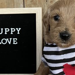 Jackson - Red Labradoodle puppy in English, Indiana from Doodle Darlings