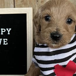 Jackson - Red Labradoodle puppy in English, Indiana from Doodle Darlings