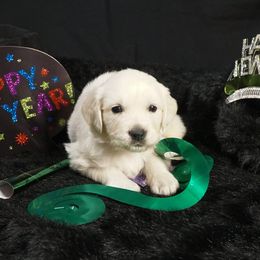 Golden Retriever Puppies from White Diamond Retrievers in the Heartland