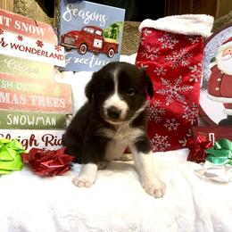 Border Collie and Jack Russell Terrier Puppies from CP FARMS BORDER COLLIES N JACKS CORP