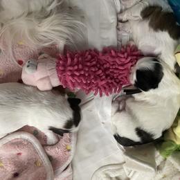 Shih Tzu Puppies from Ren
