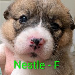 Nestle - Red female Pembroke Welsh Corgi puppy in Berkeley Springs, West Virginia from Hummingbird Farm