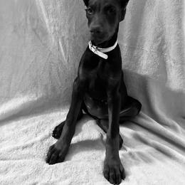 Doberman Pinscher Puppies from Von Schaaf Haus DuPree