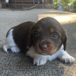 Lil Trixie - Piebald female Dachshund puppy in Jackson, Tennessee from Cashmere Crown Mini Dachshunds