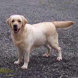 Sage - Labrador Retriever